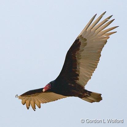 Turkey Vulture In Flight_35312.jpg - Turkey Vulture (Cathartes aura) photographed along the Gulf coast near Port Lavaca, Texas, USA.